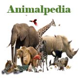 animalpedia|animal database wiki.